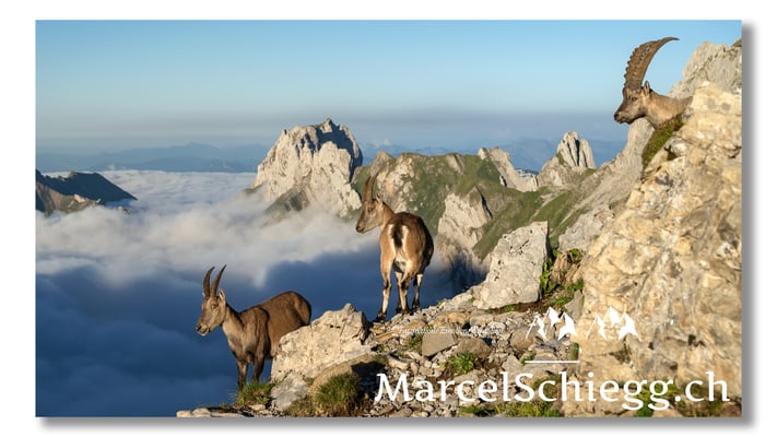 Steingeiss/Steinbock/Alpstein Art.-Nr. MZ7-0483/21