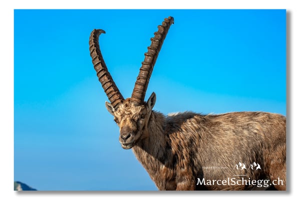 Steinbock/Alpstein Art.-Nr. MS5-8782