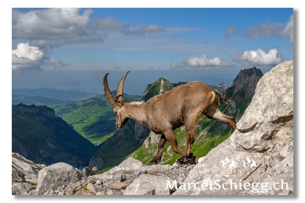 Steinbock/Alpstein Art.-Nr. MZ7-8589