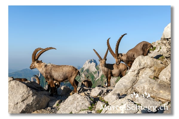 Steinbock/Alpstein Art.-Nr. MZ7-0630