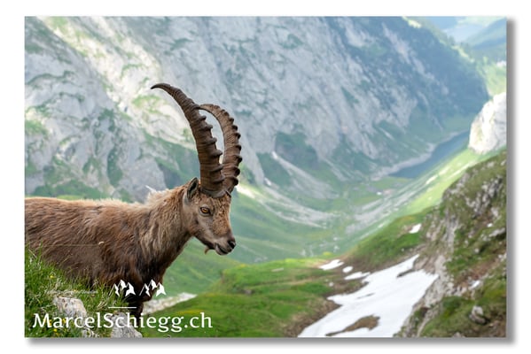 Steinbock/Alpstein Art.-Nr. MS5-4210