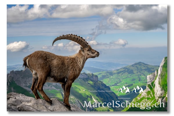 Steinbock/Alpstein Art.-Nr. MZ7-8660