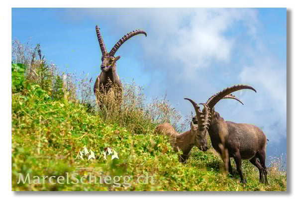 Marcel Schiegg, Marcel Schiegg Fotografie, Alpensteinbock, Steinbock, Wildtiere