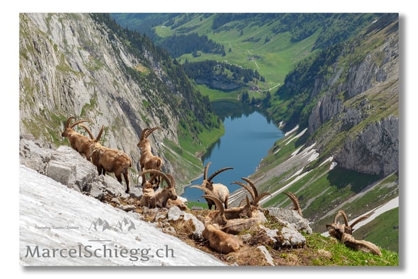 Steinbock/Alpstein Art.-Nr. MS5-8531