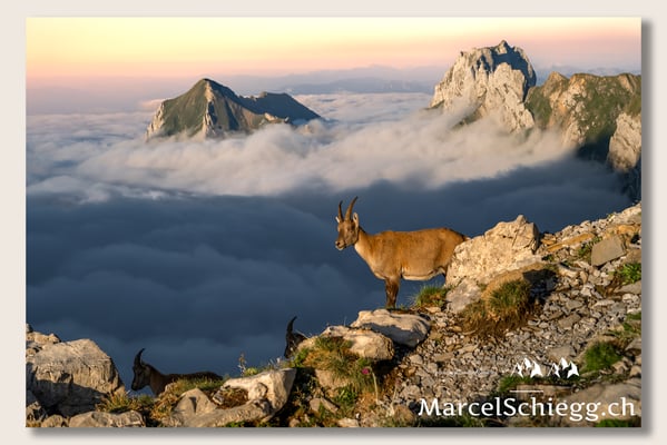 Marcel Schiegg, Marcel Schiegg Fotografie, Berggasthaus Rotsteinpass, Alpensteinbock, Steinbock, Alpstein