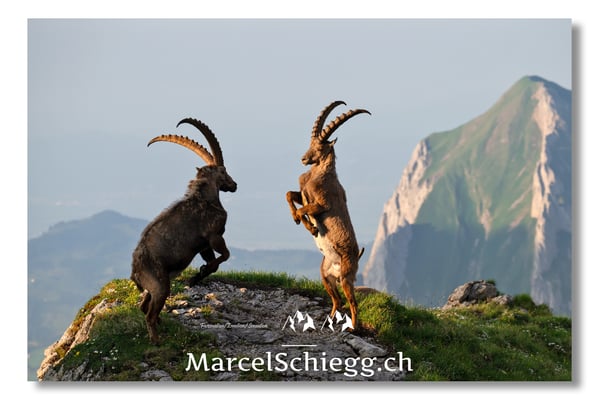 Steinbock/Alpstein Art.-Nr. MZ8-5112/25