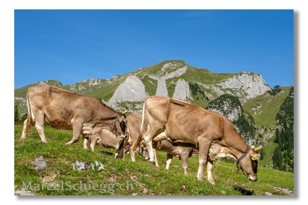 Marcel Schiegg Fotografie, Tradition, Brauchtum, Alpfahrt, Oeberefahre, Appenzell, Appenzellerland, Öberefahre, Alpstein, Dreifaltigkeit