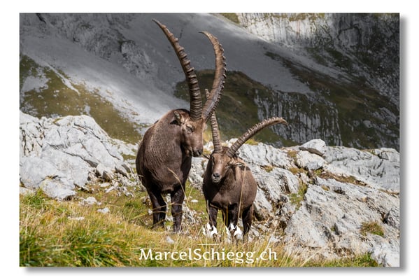 Marcel Schiegg, Marcel Schiegg Fotografie, Alpensteinbock, Steinbock, Wildtiere, Alpstein