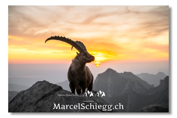 Marcel Schiegg, Marcel Schiegg Fotografie, Alpensteinbock, Steinbock, Wildtiere, Alpstein, Sonnenaufgang