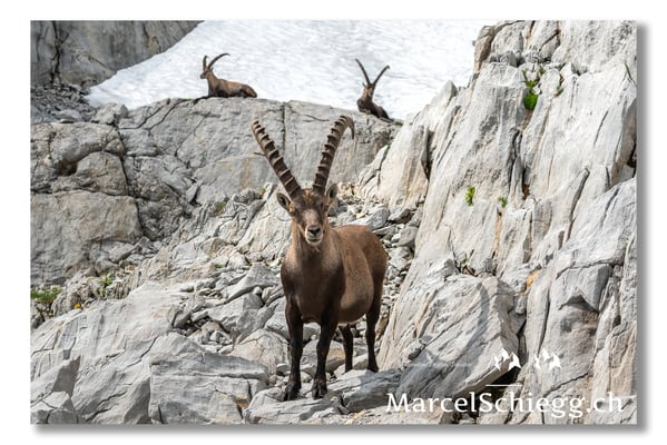 Steinbock/Alpstein Art.-Nr. MS5-3947