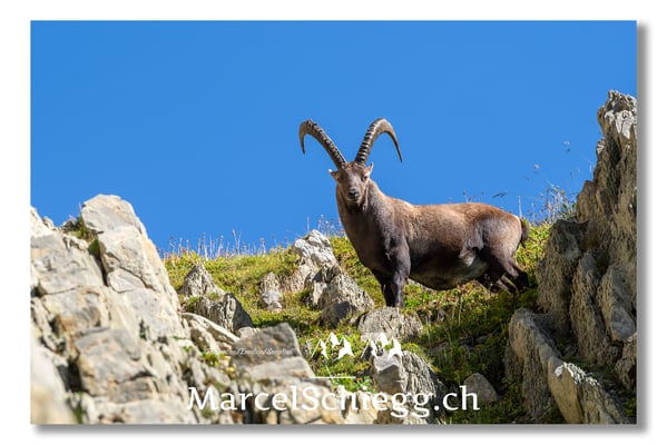 Steinbock/Alpstein Art.-Nr. MS5-4017/21