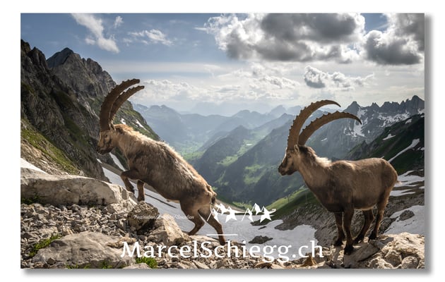 Steinbock/Alpstein Art.-Nr. 21MZ7-8779