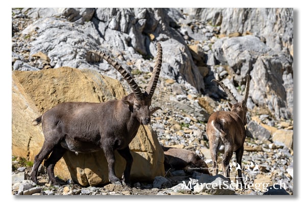 Steinbock/Alpstein Art.-Nr. MZ7-8611
