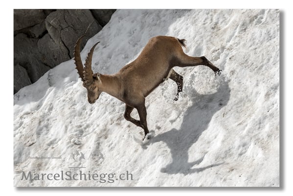 Steinbock/Alpstein Art.-Nr. MS5-3988