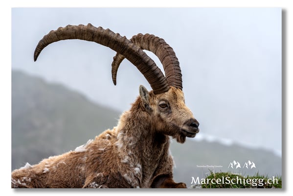 Marcel Schiegg, Marcel Schiegg Fotografie, Alpensteinbock, Steinbock, Wildtiere