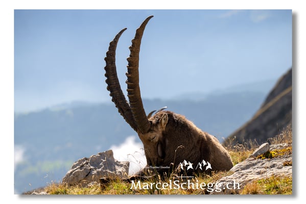 Marcel Schiegg, Marcel Schiegg Fotografie, Alpensteinbock, Steinbock, Wildtiere, Alpstein, Herbst
