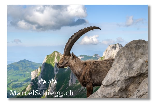 Steinbock/Alpstein Art.-Nr. 21MZ7-8670