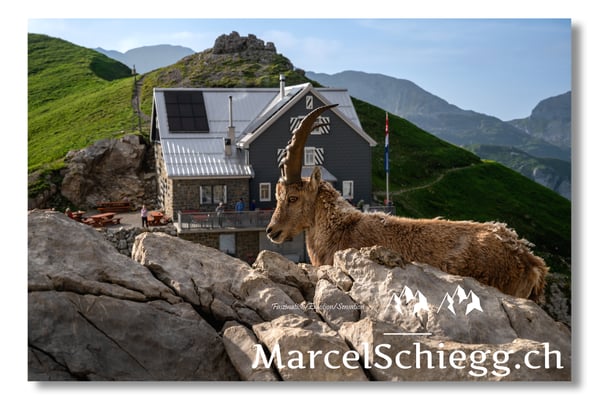 Marcel Schiegg, Marcel Schiegg Fotografie, Berggasthaus Rotsteinpass, Alpensteinbock, Steinbock, Alpstein