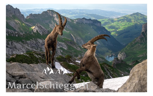 Marcel Schiegg, Marcel Schiegg Fotografie, Alpensteinbock, Steinbock, Wildtiere