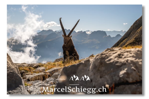 Marcel Schiegg, Marcel Schiegg Fotografie, Alpensteinbock, Steinbock, Wildtiere, Alpstein