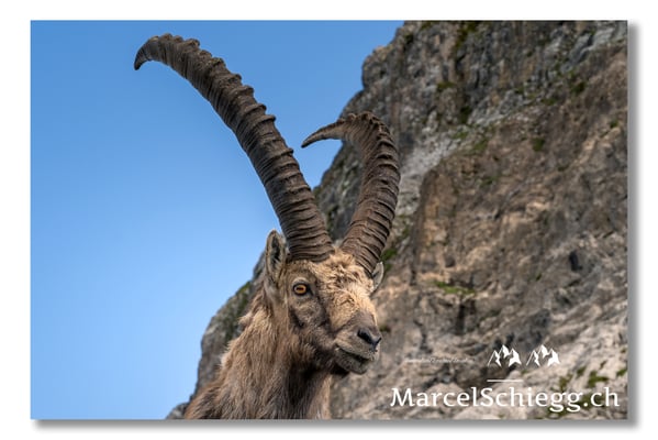 Steinbock/Alpstein Art.-Nr. 21MZ7-8664