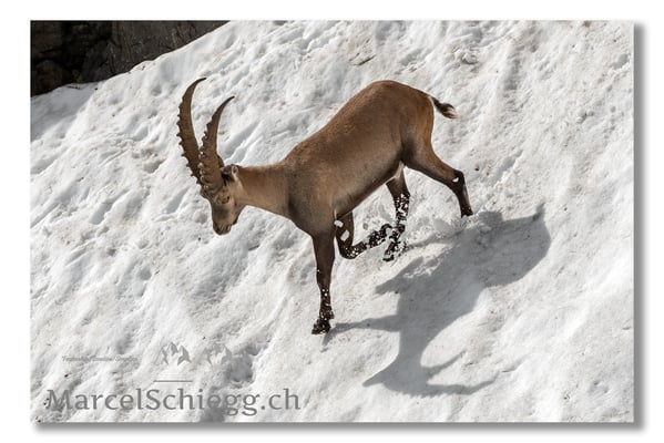 Steinbock/Alpstein Art.-Nr. MS5-3989