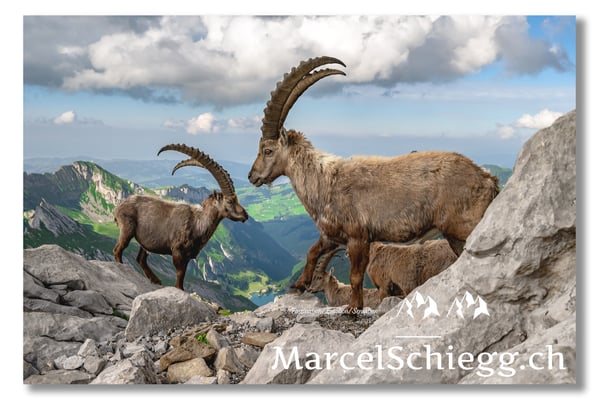 Steinbock/Alpstein Art.-Nr. MZ7-8898