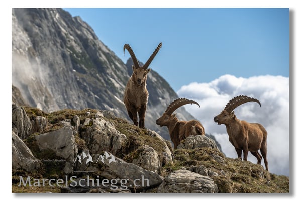 Marcel Schiegg, Marcel Schiegg Fotografie, Alpensteinbock, Steinbock, Wildtiere