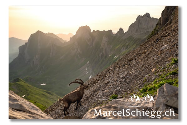 Steinbock/Alpstein Art.-Nr. MZ7-3163/22