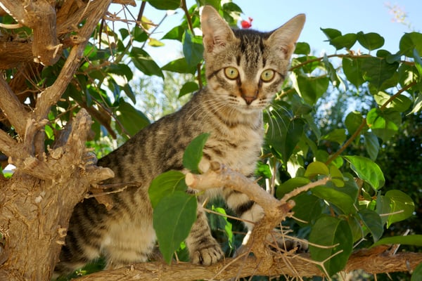 10.2020 4 Monate alte "Tigi"