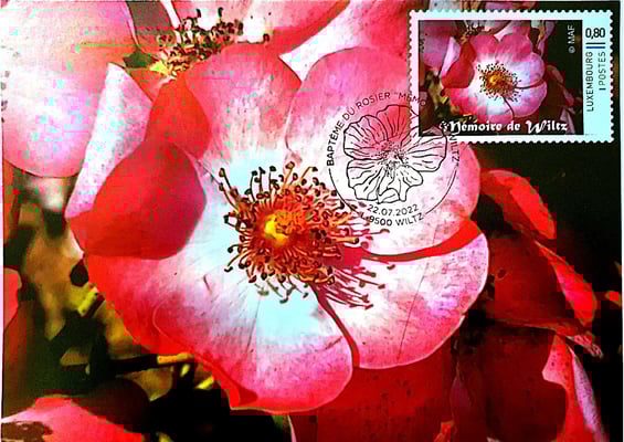 Maximumkarte mit Sonderstempel