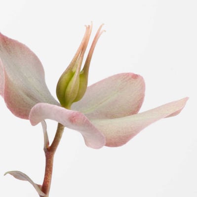 Diverse afdruk mogelijkheden als op dibond, canvas of art frame