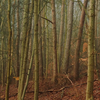 Zelf prints bestellen