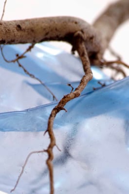 Conceptuele botanische fotografie