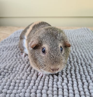 Honey, weiblich, ca 2018