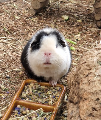 Pandora hat ihre Freunde verloren und bei uns ein neues Zuhause gefunden