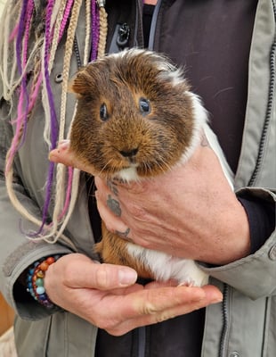 Ida, weiblich, ca 2022 (aus Beschlagnahmung)