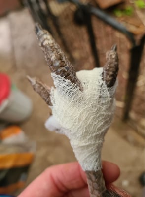 Wenn Hühnerfüsse krank sind