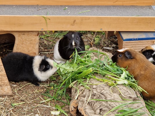 Frischfutter für Pandora, Embra und Milo