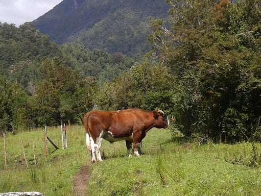 Comienzo del Parque Nacional Hornopirén