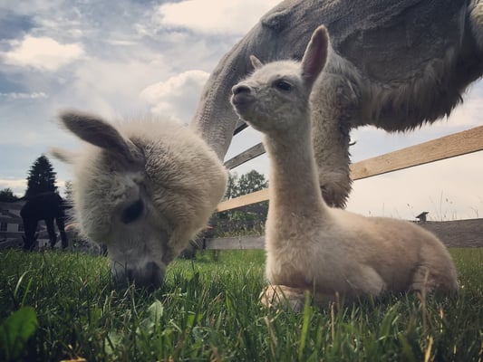 Alpaka, Alpakas, Pointnerhof, Alpakaevents