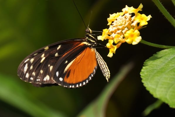Butterfly Gardens