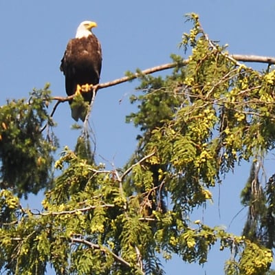 Stanley Park, Weisskopfadler