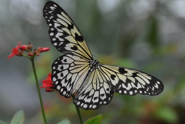 Butterfly Gardens