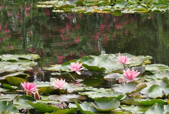 Garten des Malers Claude Monet in Giverny