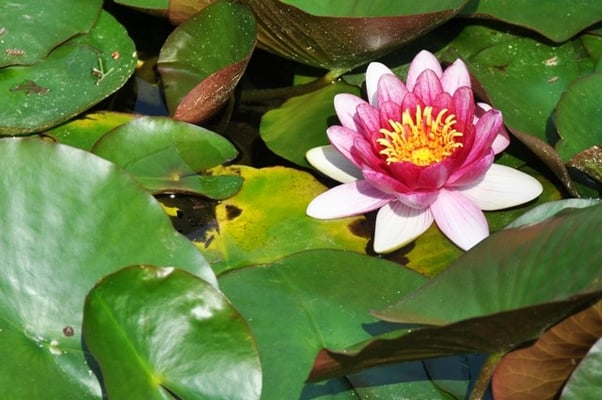 Montjuïc - Botanischer Garten