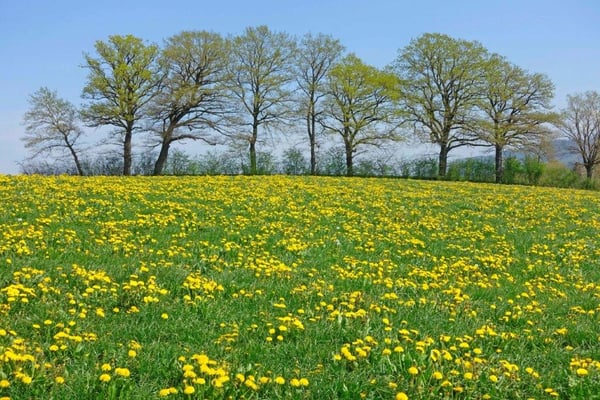 Frühling - April 2020