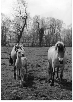Poney Fjords en 1975