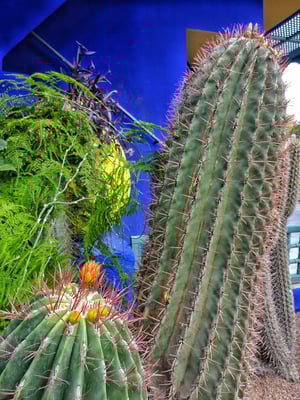 Viel Blau und viele Kakteen