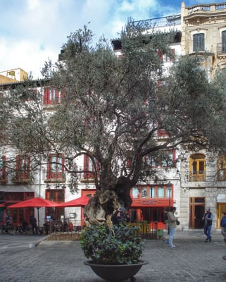 1000 Jahre alter Olivenbaum